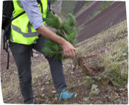 classification image