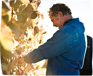 classification image