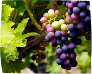 classification image