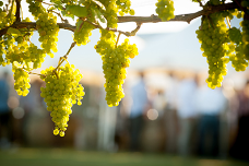 classification image